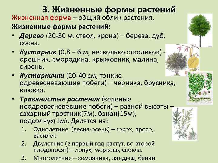 3. Жизненные формы растений Жизненная форма – общий облик растения. Жизненные формы растений: •