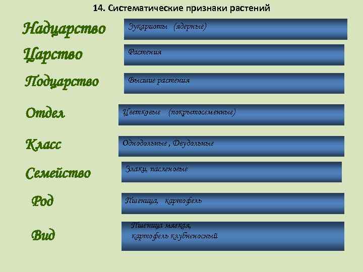 14. Систематические признаки растений Надцарство Царство Подцарство Эукариоты (ядерные) Растения Высшие растения Отдел Цветковые