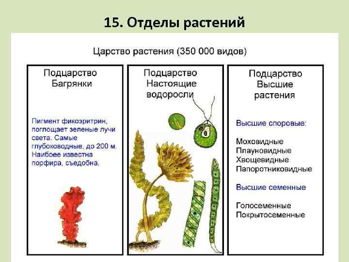 15. Отделы растений 