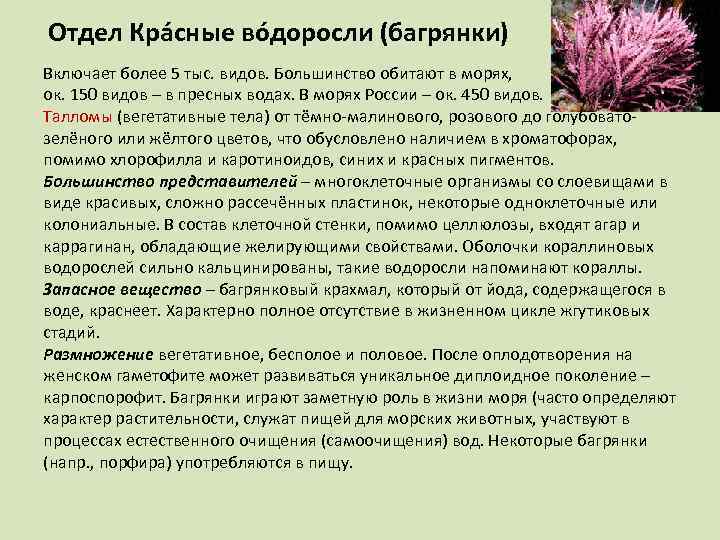 Отдел Кра сные во доросли (багрянки) Включает более 5 тыс. видов. Большинство обитают в