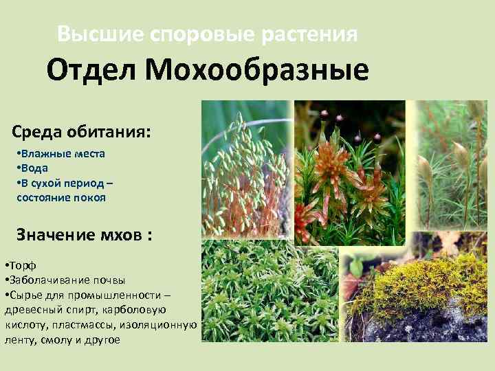 Высшие споровые растения Отдел Мохообразные Среда обитания: • Влажные места • Вода • В