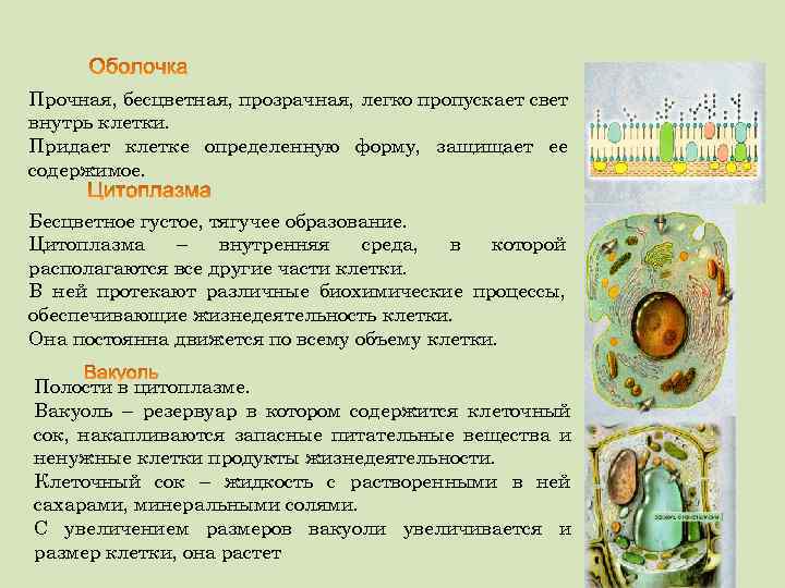 Прочная, бесцветная, прозрачная, легко пропускает свет внутрь клетки. Придает клетке определенную форму, защищает ее