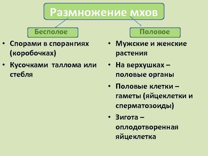 Органы бесполого размножения мхов. Размножение мхов. Половое размножение моховидных.