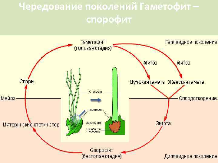 Чередование поколений Гаметофит – спорофит 