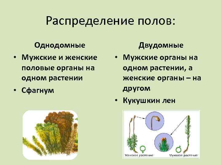 Распределение полов: Однодомные • Мужские и женские половые органы на одном растении • Сфагнум