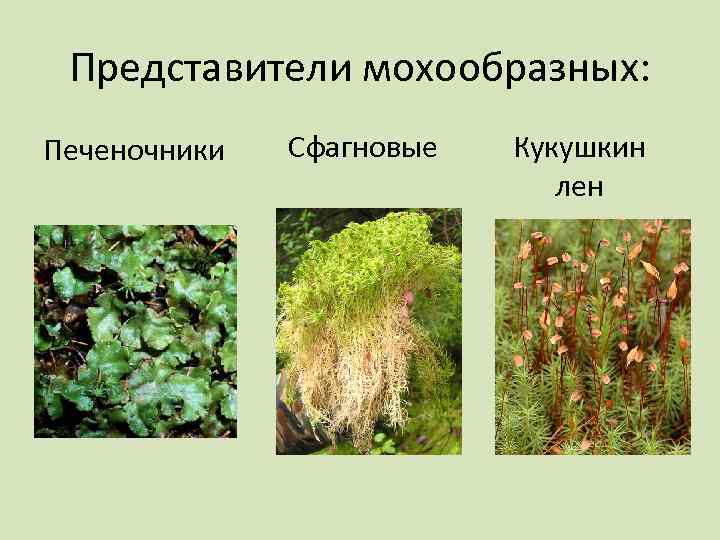 Представители мохообразных: Печеночники Сфагновые Кукушкин лен 