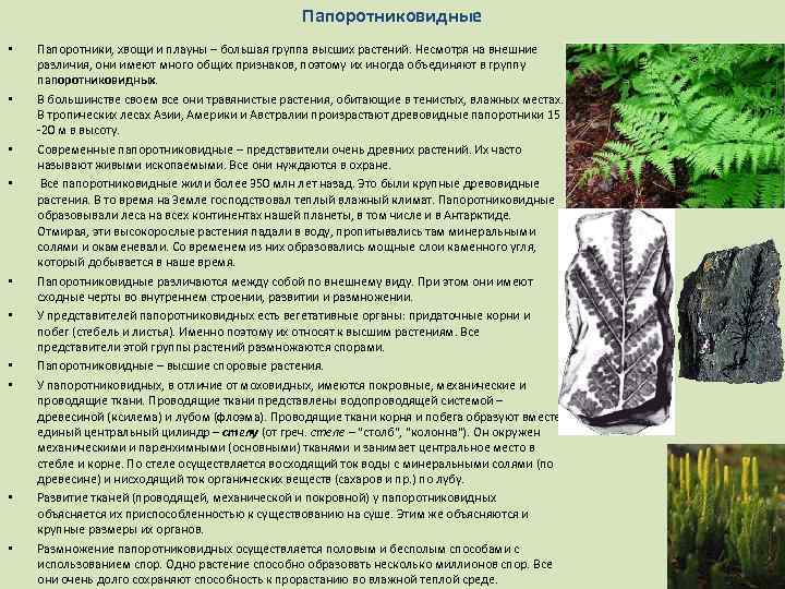 Папоротниковидные • • • Папоротники, хвощи и плауны – большая группа высших растений. Несмотря