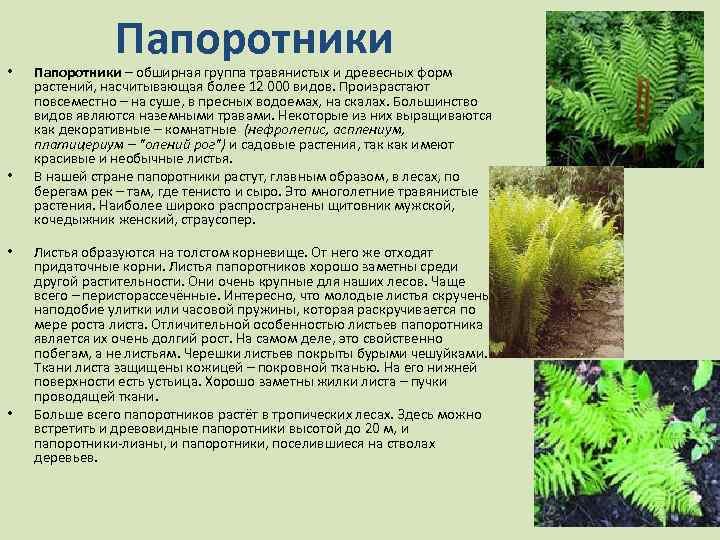  • • Папоротники – обширная группа травянистых и древесных форм растений, насчитывающая более