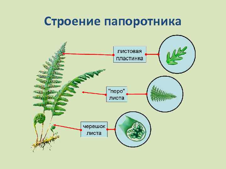 Строение папоротника 