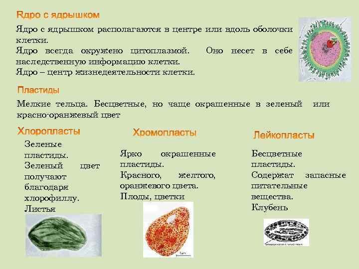 Ядро с ядрышком располагаются в центре или вдоль оболочки клетки. Ядро всегда окружено цитоплазмой.
