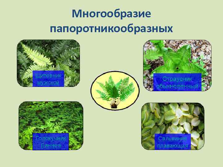 Многообразие папоротникообразных 