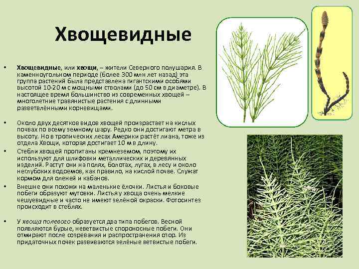 Хвощевидные • Хвощевидные, или хвощи, – жители Северного полушария. В каменноугольном периоде (более 300