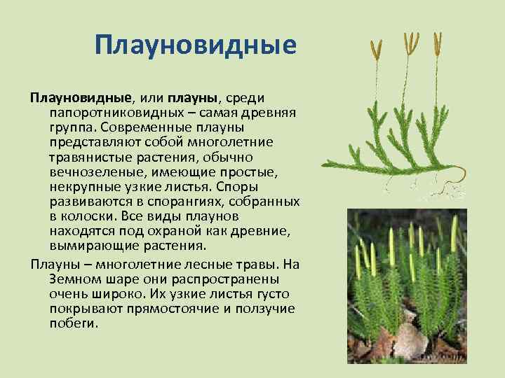 Плауновидные, или плауны, среди папоротниковидных – самая древняя группа. Современные плауны представляют собой многолетние