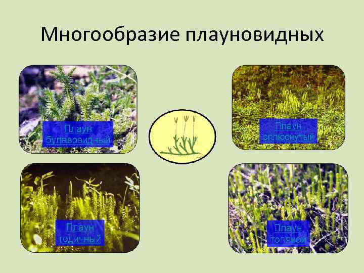 Многообразие плауновидных 