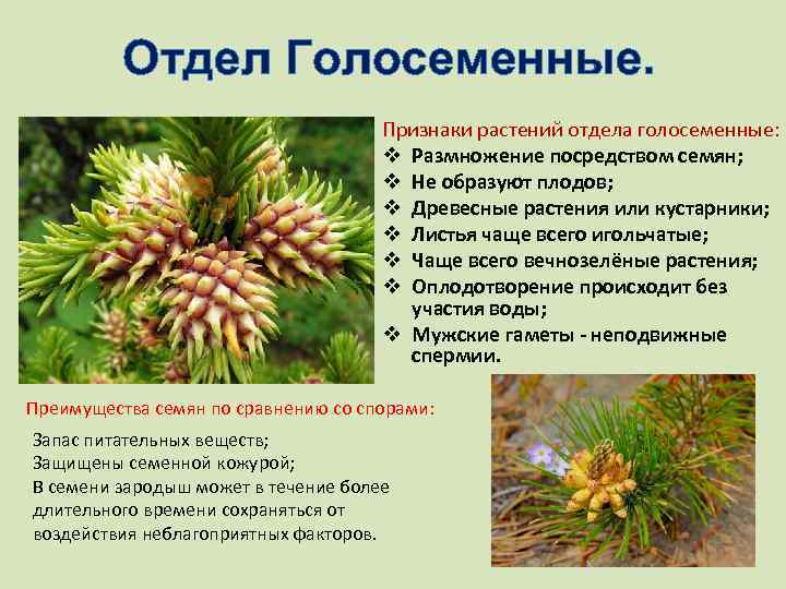 Отдел Голосеменные. Признаки растений отдела голосеменные: v Размножение посредством семян; v Не образуют плодов;