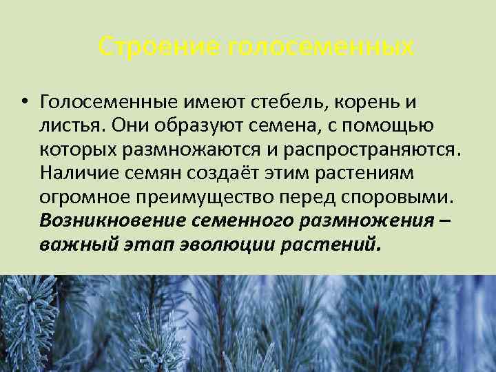  Строение голосеменных • Голосеменные имеют стебель, корень и листья. Они образуют семена, с