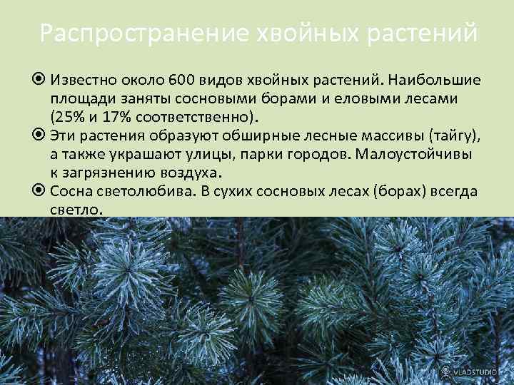 Распространение хвойных растений Известно около 600 видов хвойных растений. Наибольшие площади заняты сосновыми борами