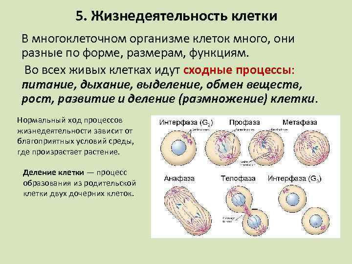 5. Жизнедеятельность клетки В многоклеточном организме клеток много, они разные по форме, размерам, функциям.