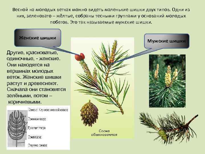 Весной на молодых ветках можно видеть маленькие шишки двух типов. Одни из них, зеленовато
