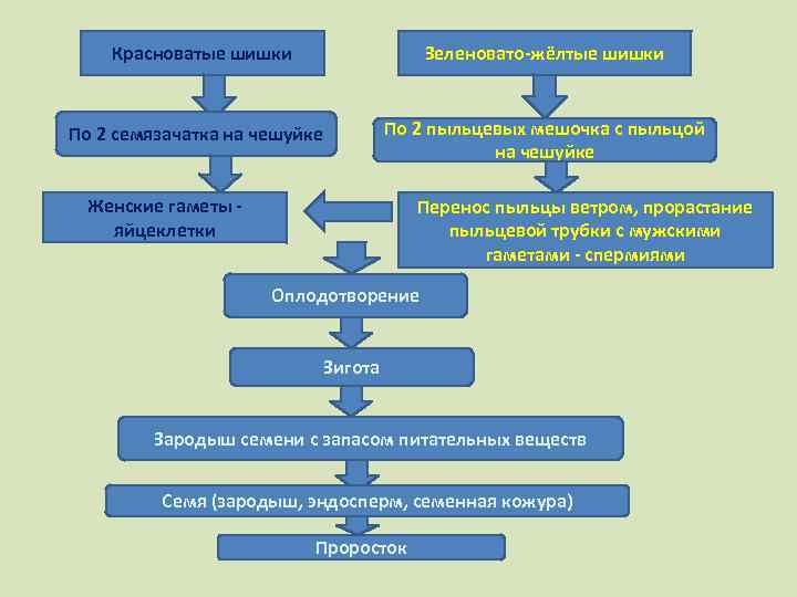 Красноватые шишки Зеленовато-жёлтые шишки По 2 пыльцевых мешочка с пыльцой на чешуйке По 2