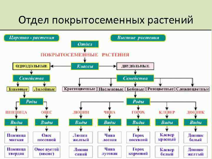 Отдел покрытосеменных растений 
