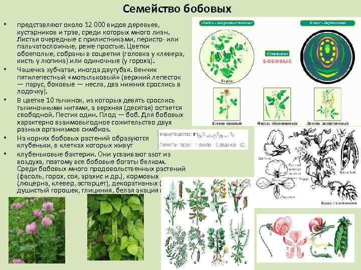 Семейство бобовых • • • представляют около 12 000 видов деревьев, кустарников и трав,