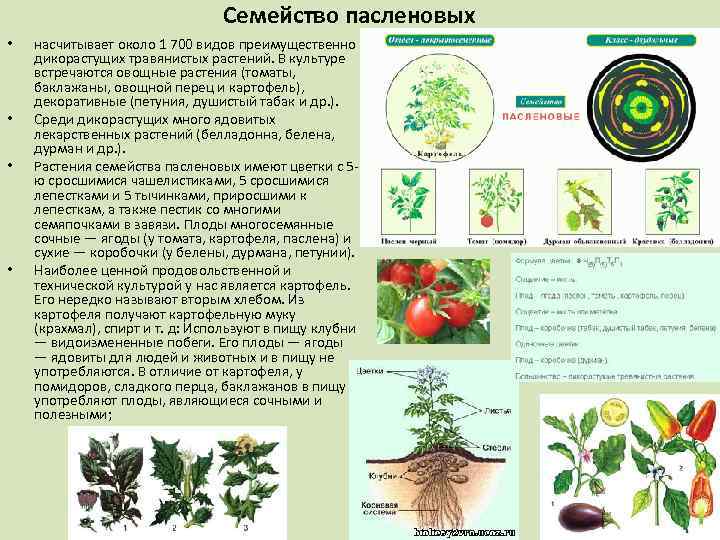 Семейство пасленовых • • насчитывает около 1 700 видов преимущественно дикорастущих травянистых растений. В