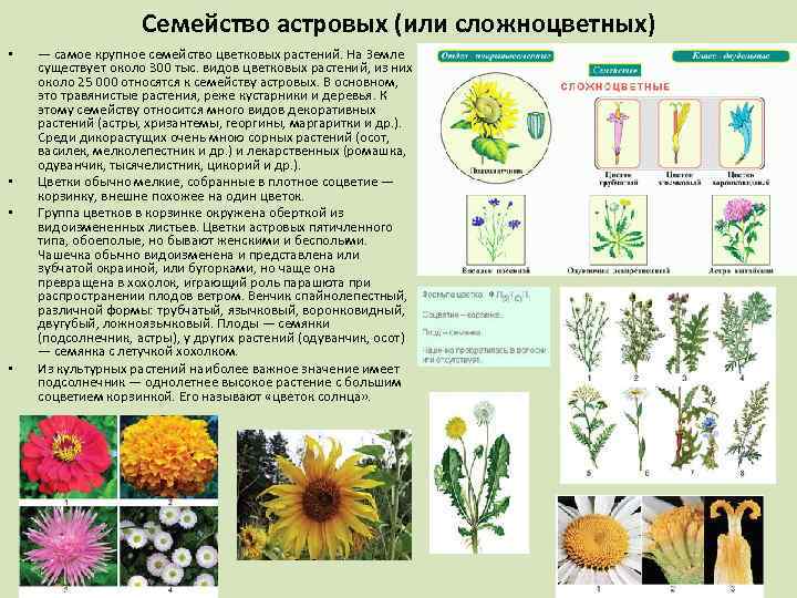 Семейство астровых (или сложноцветных) • • — самое крупное семейство цветковых растений. На Земле