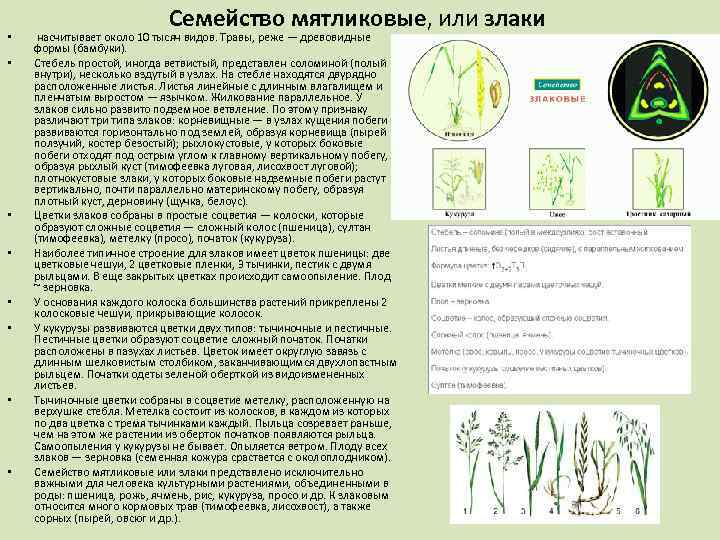  • • Семейство мятликовые, или злаки насчитывает около 10 тысяч видов. Травы, реже