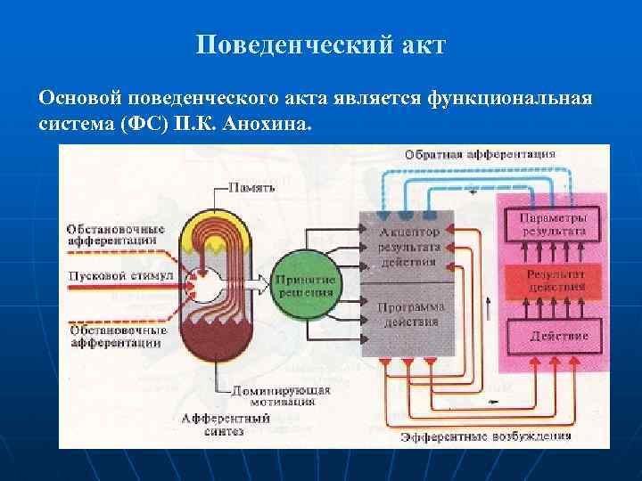 Поведенческий акт Основой поведенческого акта является функциональная система (ФС) П. К. Анохина. 