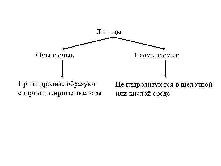 Липиды функции