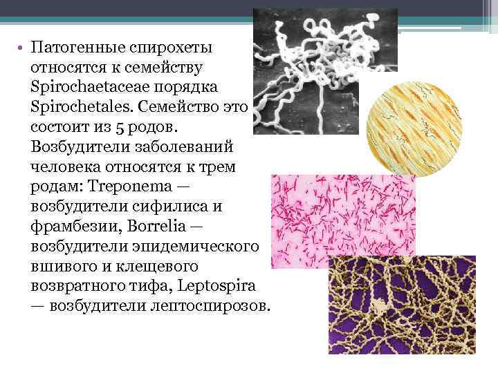 Спирохеты микробиология презентация