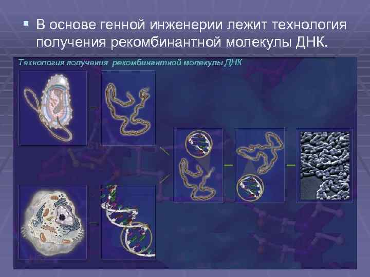 § В основе генной инженерии лежит технология получения рекомбинантной молекулы ДНК. 