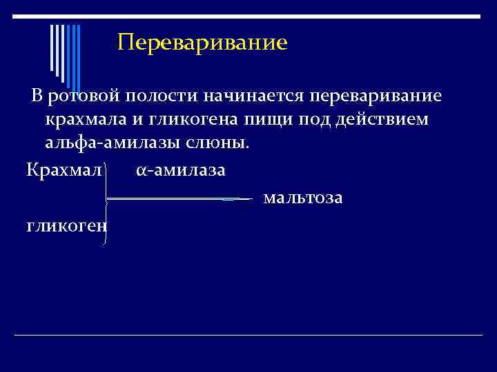 Переваривание В ротовой полости начинается переваривание крахмала и гликогена пищи под действием альфа-амилазы слюны.