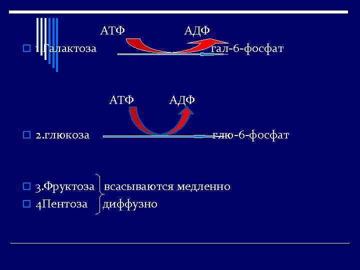 Атф глюкоза адф. Глюкоза АТФ-АДФ. Фосфат + АДФ = АТФ. Цикл АТФ-АДФ биохимия. Галактоза АТФ галактоза-1-фосфат АДФ.