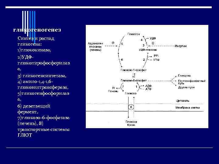 гликогенез Синтез и распад гликогена: 1)глюкокиназа, 2)УДФглюкопирофосфорилаз а, 3) гликогенсинтетаза, 4) амило-1, 4 -1,