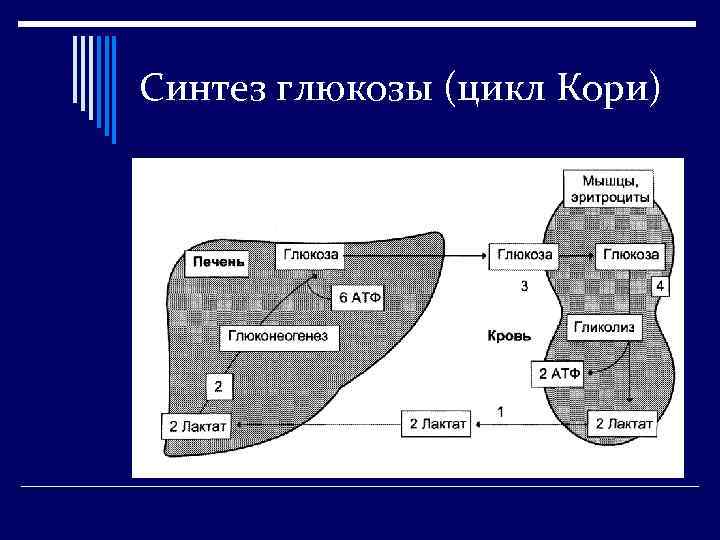 Синтез глюкозы (цикл Кори) 