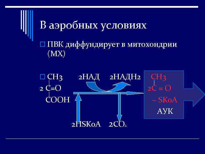 В аэробных условиях o ПВК диффундирует в митохондрии (МХ) o СН 3 2 НАДН