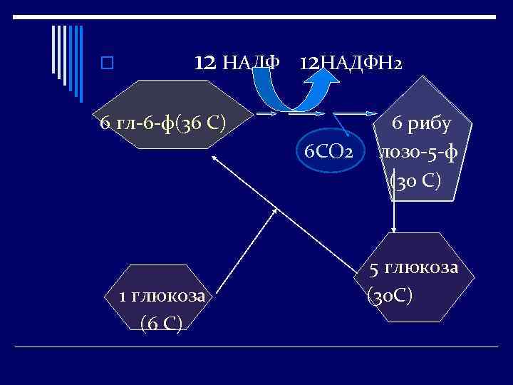 o 12 НАДФ 12 НАДФН 2 6 гл-6 -ф(36 С) 6 СО 2 1