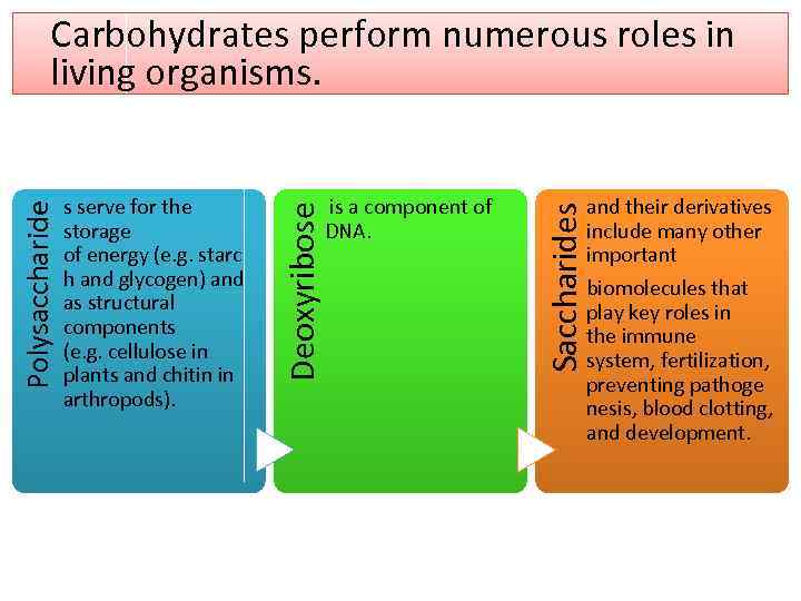 Carbohydrates perform numerous roles in living organisms. is a component of DNA. Saccharides s