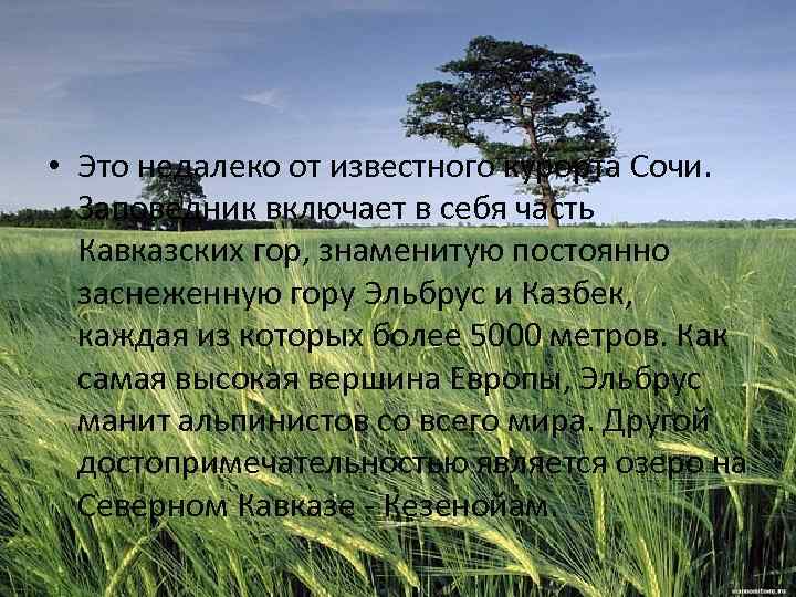  • Это недалеко от известного курорта Сочи. Заповедник включает в себя часть Кавказских