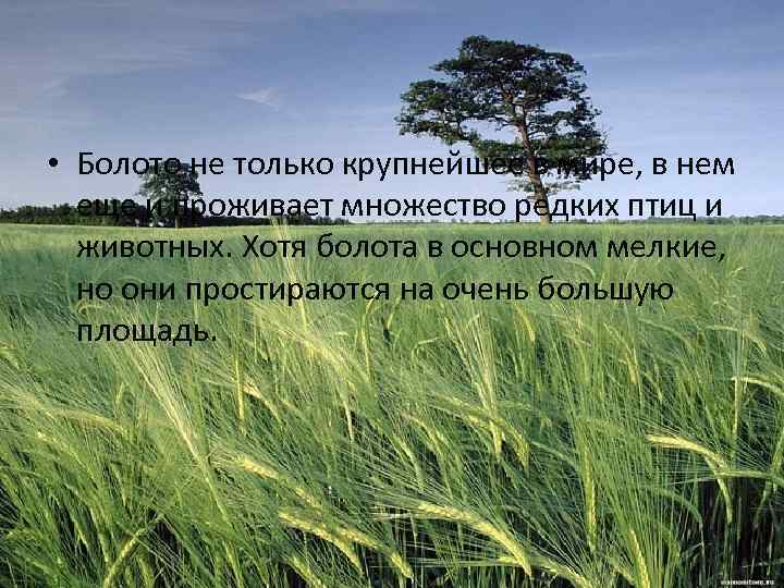  • Болото не только крупнейшее в мире, в нем еще и проживает множество