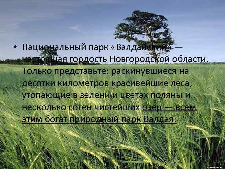  • Национальный парк «Валдайский» — настоящая гордость Новгородской области. Только представьте: раскинувшиеся на