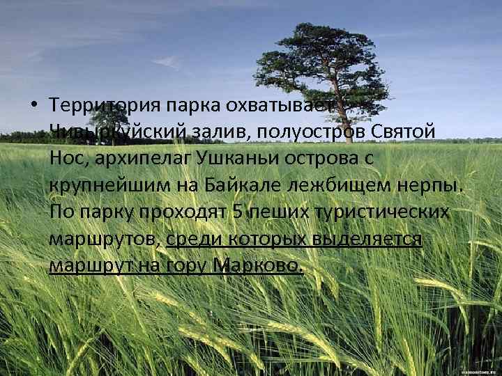  • Территория парка охватывает Чивыркуйский залив, полуостров Святой Нос, архипелаг Ушканьи острова с