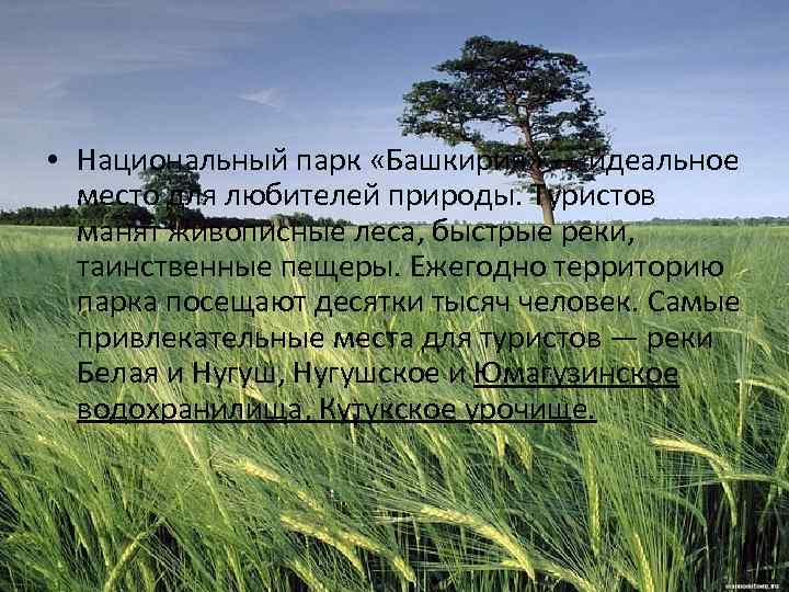  • Национальный парк «Башкирия» — идеальное место для любителей природы. Туристов манят живописные