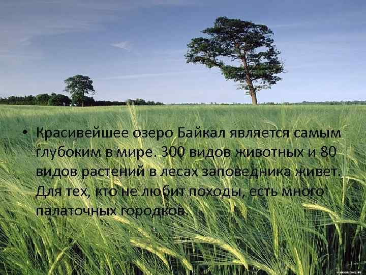  • Красивейшее озеро Байкал является самым глубоким в мире. 300 видов животных и