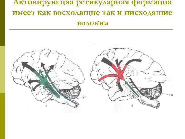 Активирующая ретикулярная формация имеет как восходящие так и нисходящие волокна 