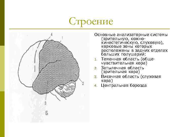 Строение Основные анализаторные системы (зрительную, кожнокинестетическую, слуховую), корковые зоны которых расположены в задних отделах