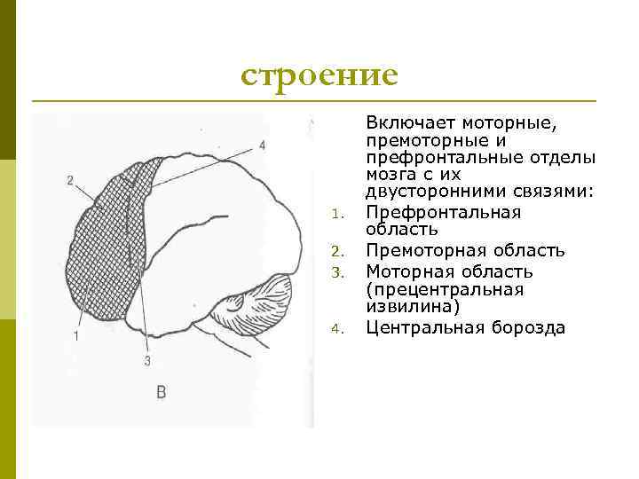 строение 1. 2. 3. 4. Включает моторные, премоторные и префронтальные отделы мозга с их