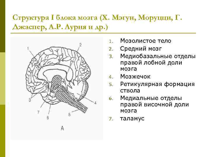 Структура I блока мозга (Х. Мэгун, Моруцци, Г. Джаспер, А. Р. Лурия и др.